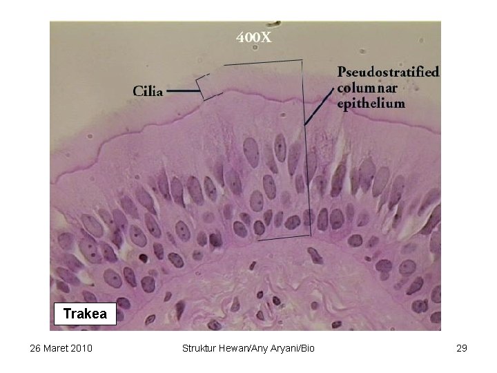 Trakea 26 Maret 2010 Struktur Hewan/Any Aryani/Bio 29 