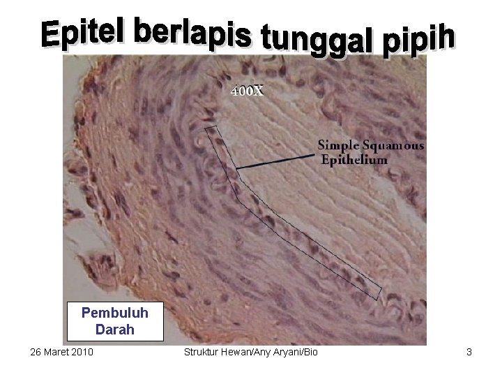 Pembuluh Darah 26 Maret 2010 Struktur Hewan/Any Aryani/Bio 3 
