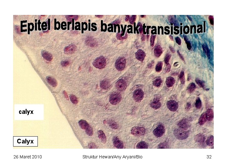 Calyx 26 Maret 2010 Struktur Hewan/Any Aryani/Bio 32 