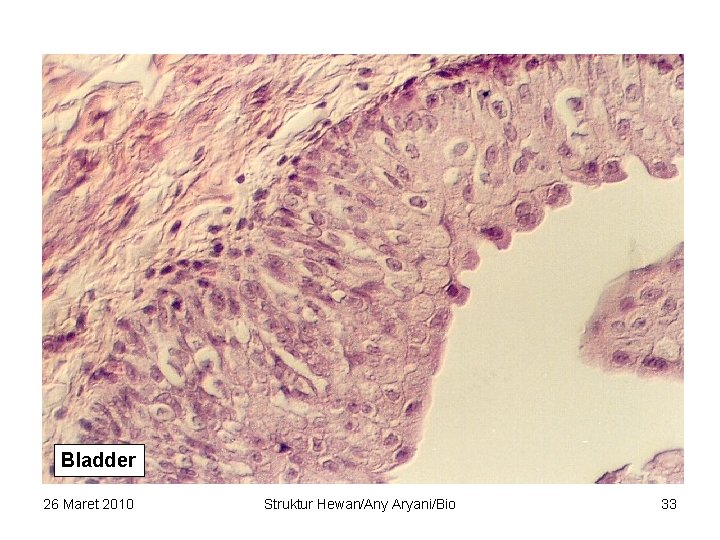 Bladder 26 Maret 2010 Struktur Hewan/Any Aryani/Bio 33 