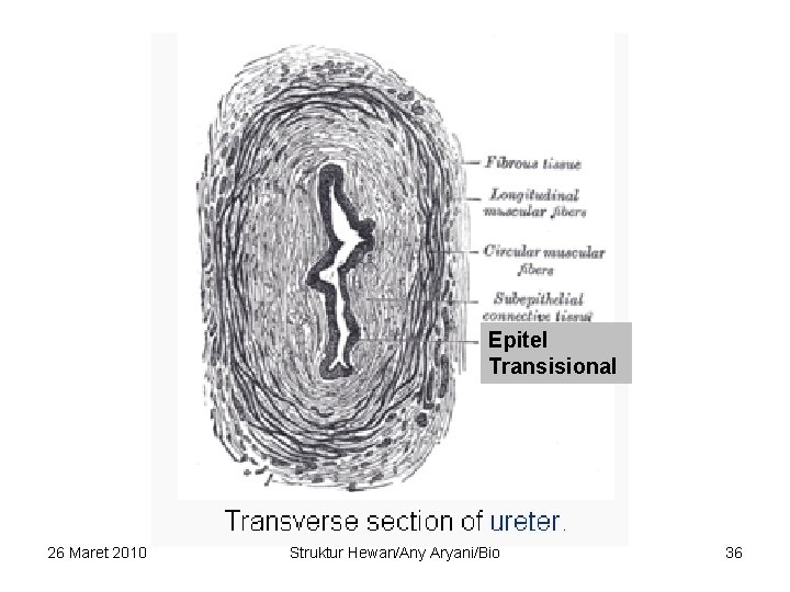 Epitel Transisional 26 Maret 2010 Struktur Hewan/Any Aryani/Bio 36 