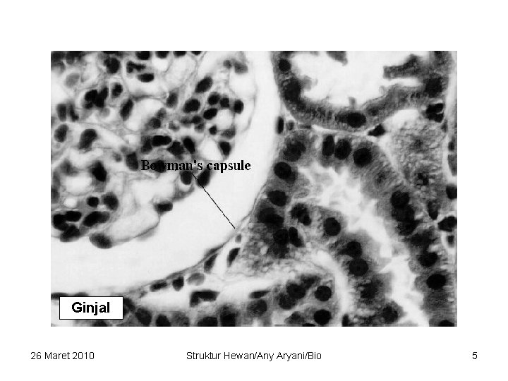 Ginjal 26 Maret 2010 Struktur Hewan/Any Aryani/Bio 5 