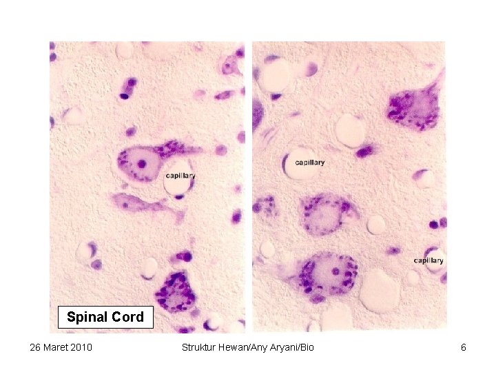 Spinal Cord 26 Maret 2010 Struktur Hewan/Any Aryani/Bio 6 