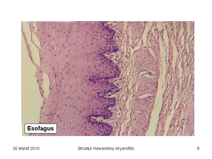 Esofagus 26 Maret 2010 Struktur Hewan/Any Aryani/Bio 8 