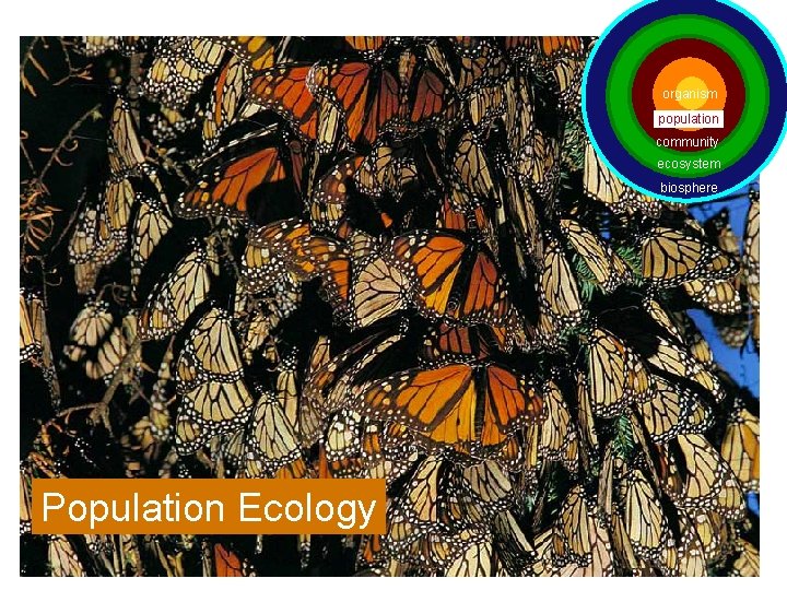 organism population community ecosystem biosphere Population Ecology 