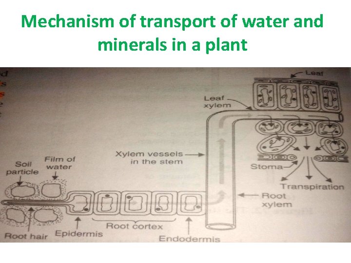 Mechanism of transport of water and minerals in a plant Mechanism of transport of water and minerals in a plant