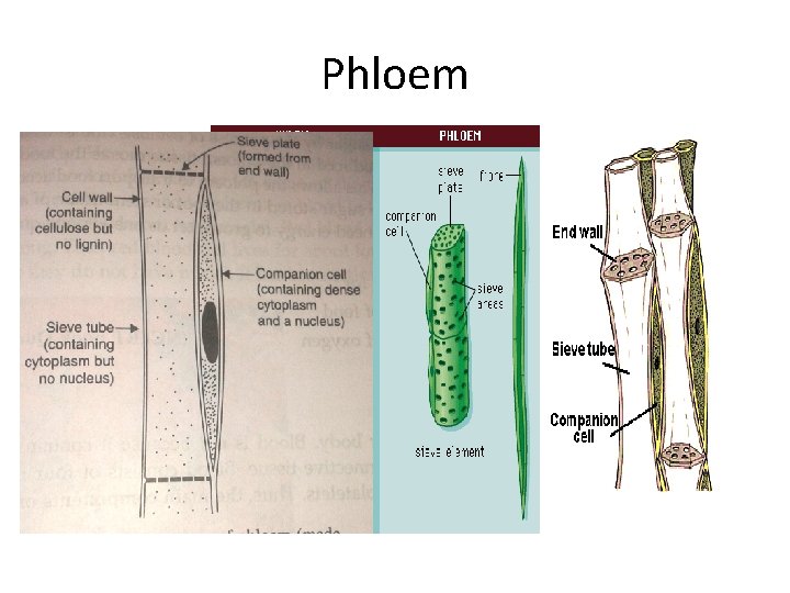 Phloem Phloem