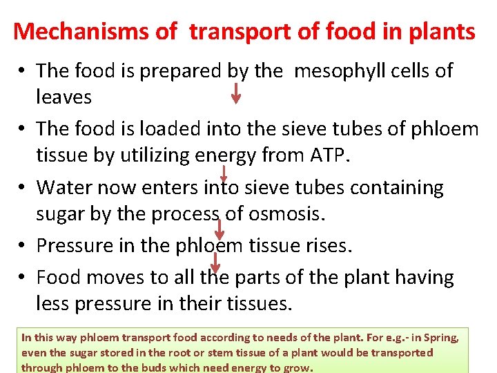 Mechanisms of transport of food in plants • The food is prepared by the Mechanisms of transport of food in plants • The food is prepared by the