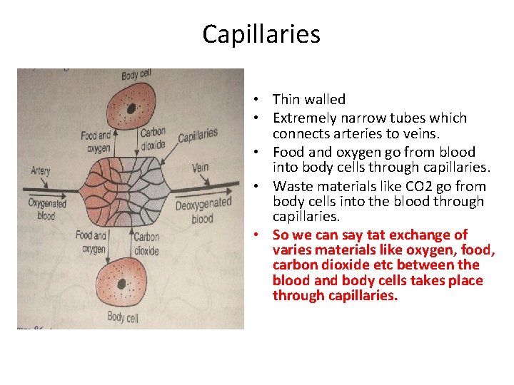 Capillaries • Thin walled • Extremely narrow tubes which connects arteries to veins. • Capillaries • Thin walled • Extremely narrow tubes which connects arteries to veins. •