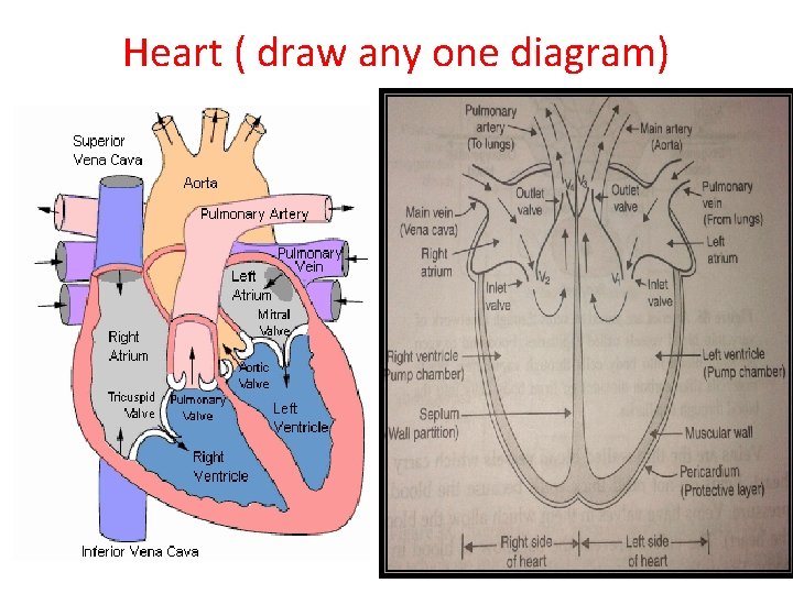 Heart ( draw any one diagram) Heart ( draw any one diagram)
