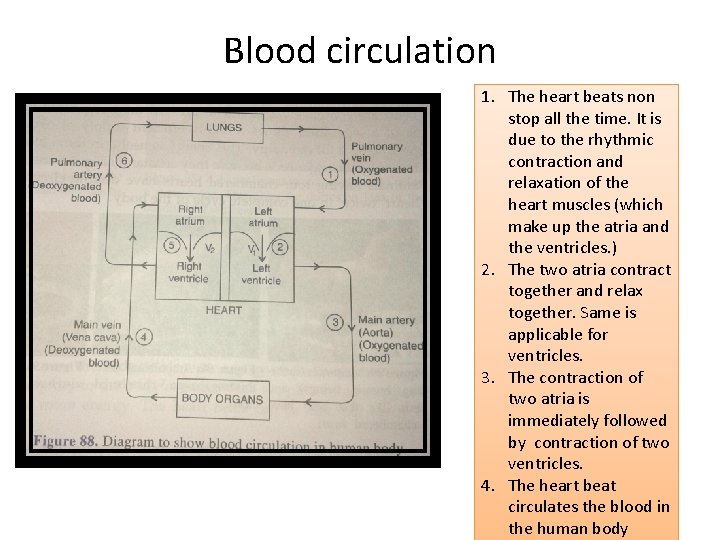 Blood circulation 1. The heart beats non stop all the time. It is due Blood circulation 1. The heart beats non stop all the time. It is due