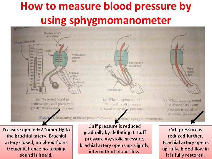 How to measure blood pressure by using sphygmomanometer Pressure applied=200 mm Hg to the How to measure blood pressure by using sphygmomanometer Pressure applied=200 mm Hg to the