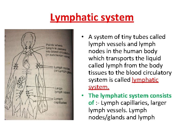 Lymphatic system • A system of tiny tubes called lymph vessels and lymph nodes Lymphatic system • A system of tiny tubes called lymph vessels and lymph nodes