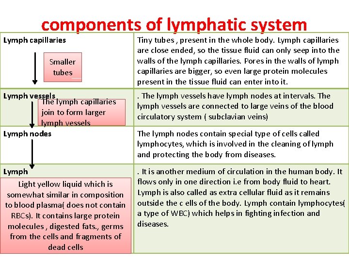 components of lymphatic system Lymph capillaries Smaller tubes Tiny tubes , present in the components of lymphatic system Lymph capillaries Smaller tubes Tiny tubes , present in the