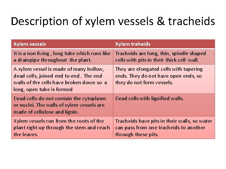 Description of xylem vessels & tracheids Xylem vessels Xylem traheids It is a non Description of xylem vessels & tracheids Xylem vessels Xylem traheids It is a non