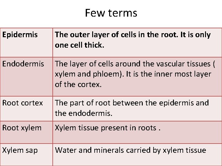 Few terms Epidermis The outer layer of cells in the root. It is only Few terms Epidermis The outer layer of cells in the root. It is only
