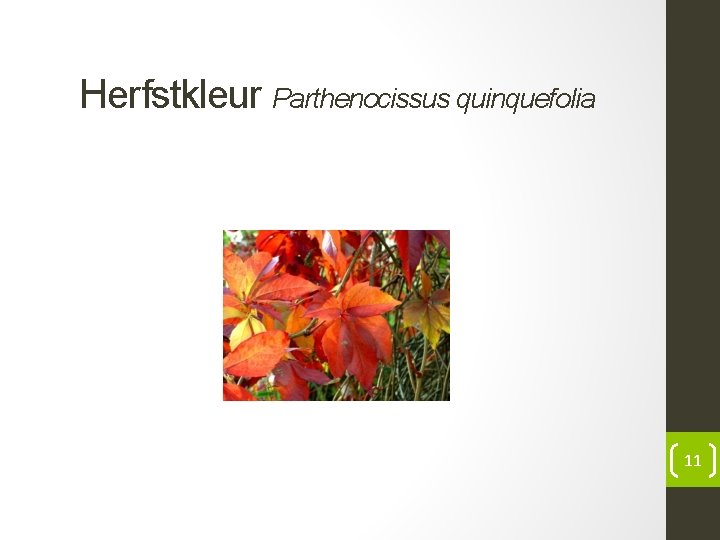 Herfstkleur Parthenocissus quinquefolia 11 