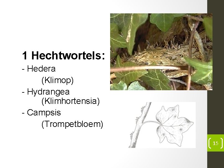 1 Hechtwortels: - Hedera (Klimop) - Hydrangea (Klimhortensia) - Campsis (Trompetbloem) 15 