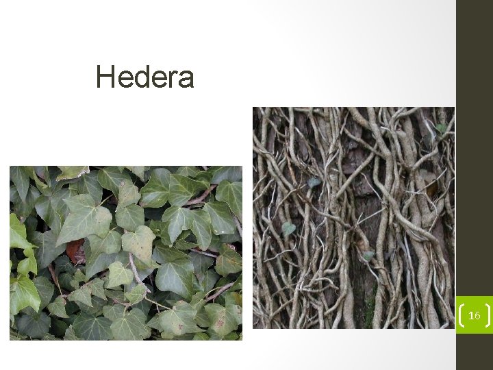 Hedera 16 