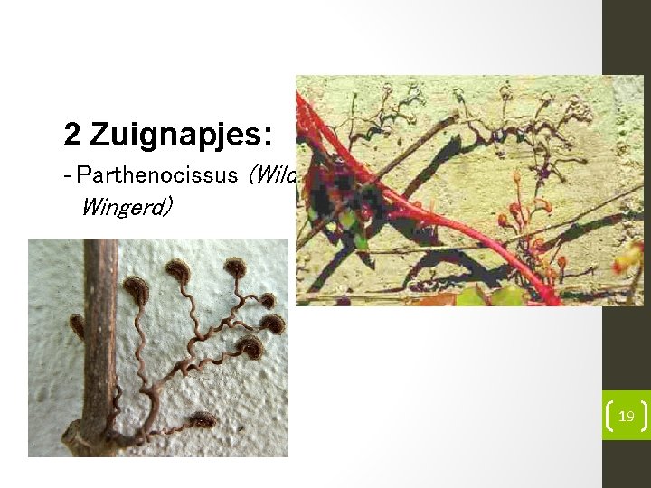 2 Zuignapjes: - Parthenocissus (Wilde Wingerd) 19 