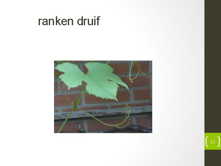 ranken druif 22 