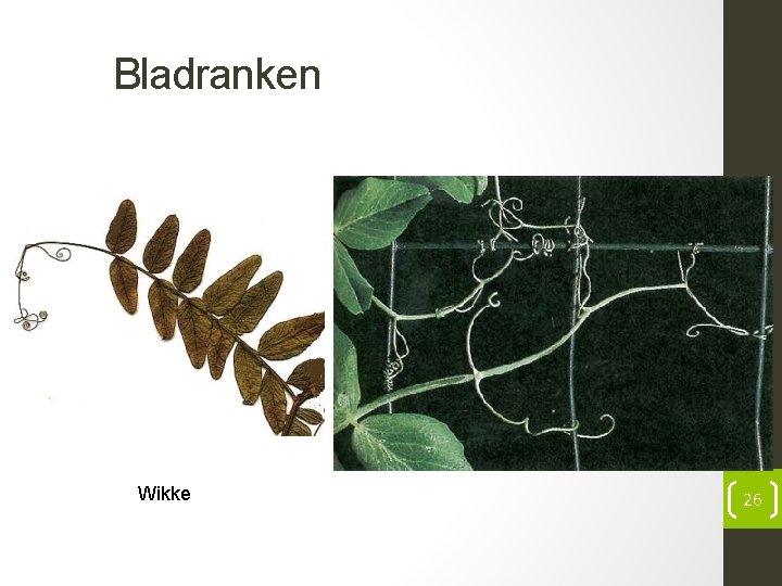 Bladranken Wikke 26 