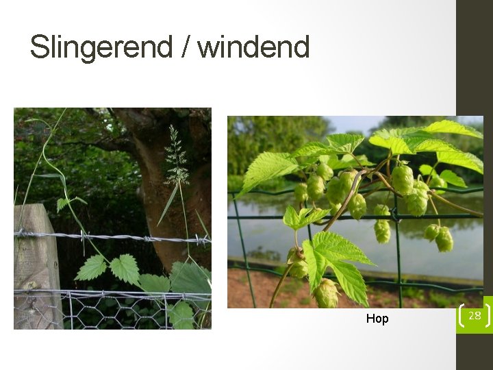 Slingerend / windend Hop 28 