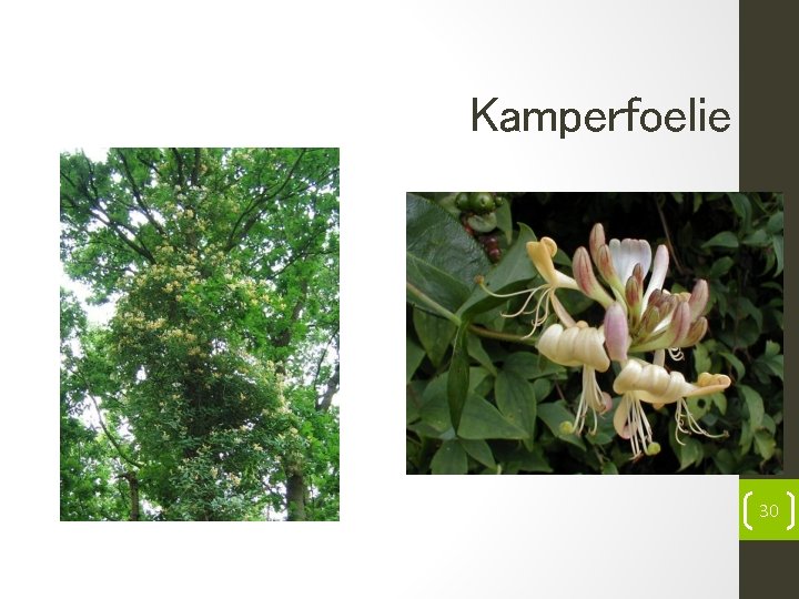 Kamperfoelie 30 