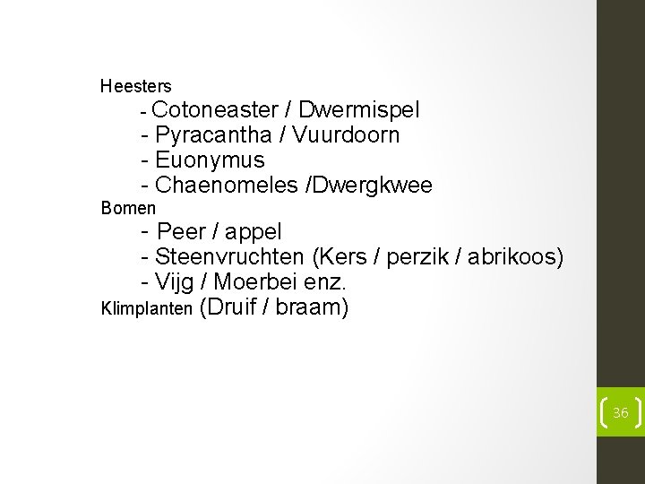 Heesters - Cotoneaster / Dwermispel - Pyracantha / Vuurdoorn - Euonymus - Chaenomeles /Dwergkwee