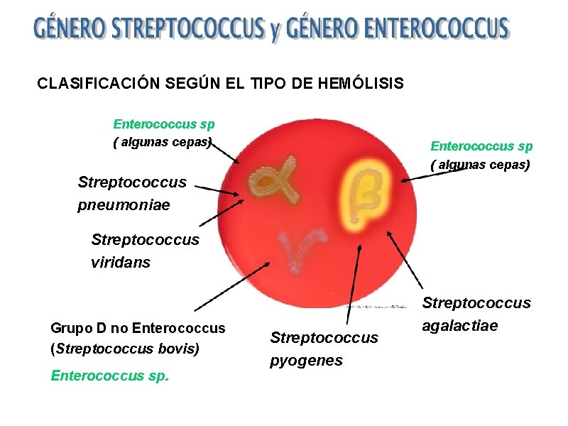 CLASIFICACIÓN SEGÚN EL TIPO DE HEMÓLISIS Enterococcus sp ( algunas cepas) Streptococcus pneumoniae Streptococcus