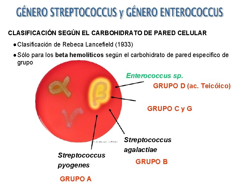 CLASIFICACIÓN SEGÚN EL CARBOHIDRATO DE PARED CELULAR ● Clasificación de Rebeca Lancefield (1933) ●