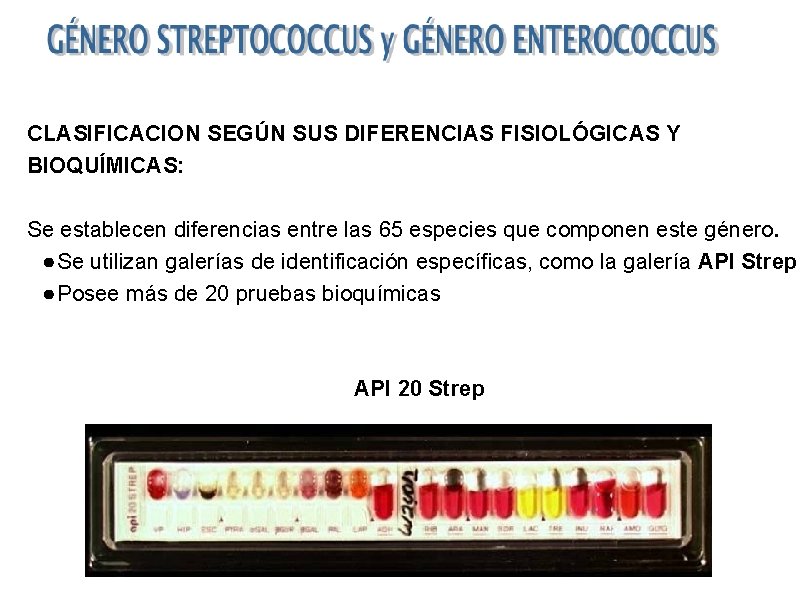 CLASIFICACION SEGÚN SUS DIFERENCIAS FISIOLÓGICAS Y BIOQUÍMICAS: Se establecen diferencias entre las 65 especies