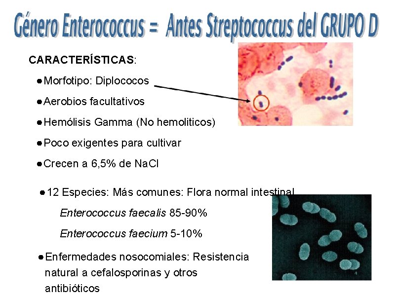 CARACTERÍSTICAS: ● Morfotipo: Diplococos ● Aerobios facultativos ● Hemólisis Gamma (No hemoliticos) ● Poco