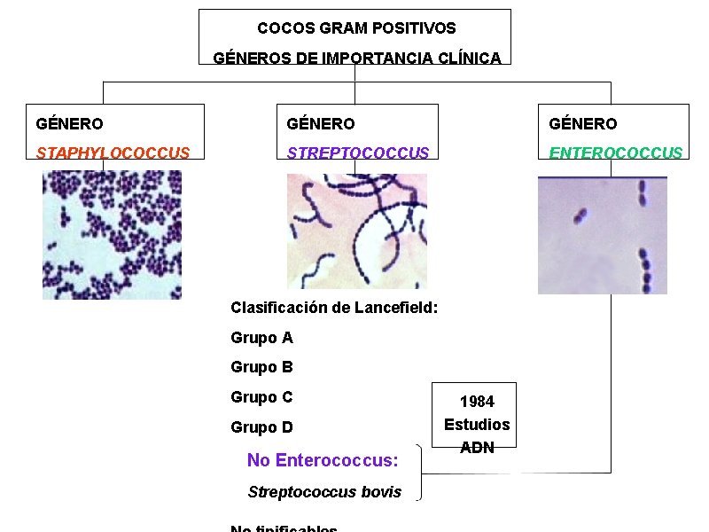 COCOS GRAM POSITIVOS GÉNEROS DE IMPORTANCIA CLÍNICA GÉNERO STAPHYLOCOCCUS STREPTOCOCCUS ENTEROCOCCUS Clasificación de Lancefield: