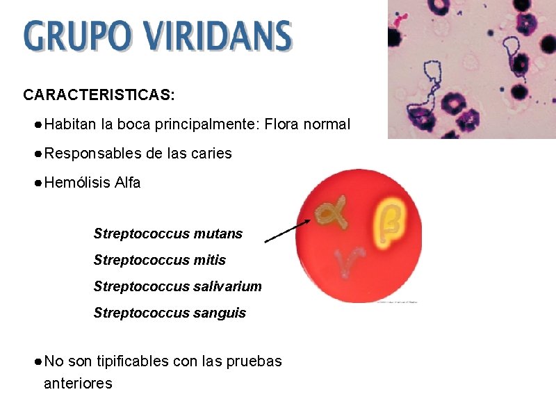 CARACTERISTICAS: ● Habitan la boca principalmente: Flora normal ● Responsables de las caries ●