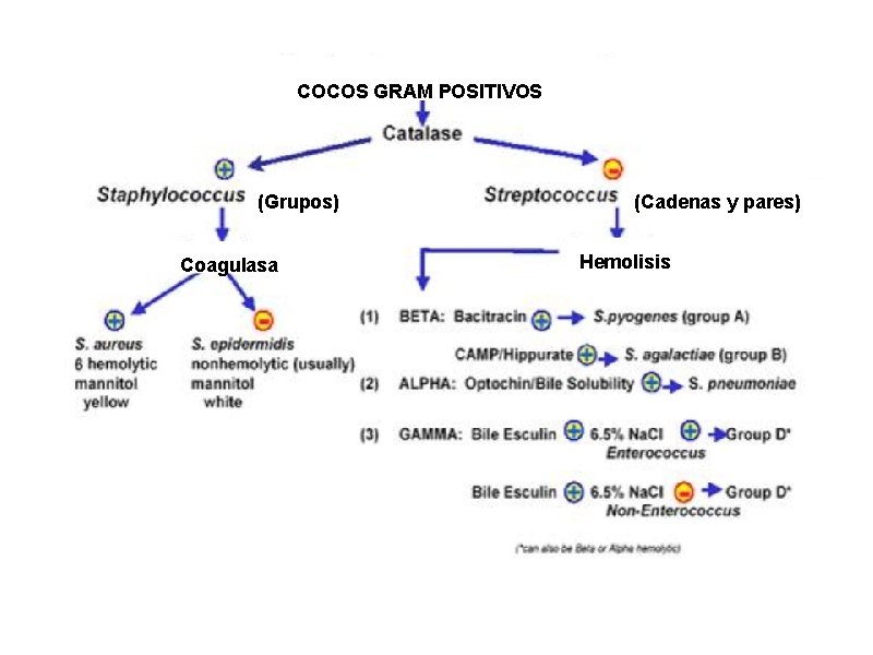 COCOS GRAM POSITIVOS (Grupos) Coagulasa (Cadenas y pares) Hemolisis 