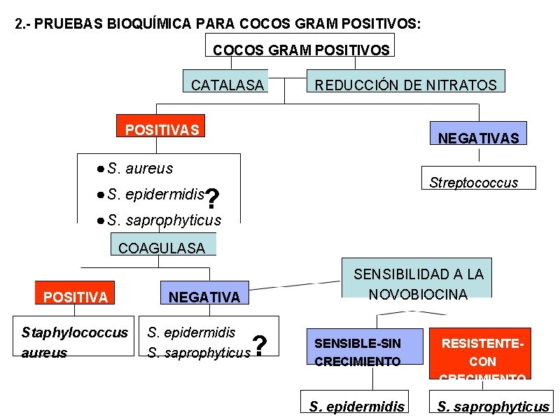 2. - PRUEBAS BIOQUÍMICA PARA COCOS GRAM POSITIVOS: COCOS GRAM POSITIVOS CATALASA REDUCCIÓN DE