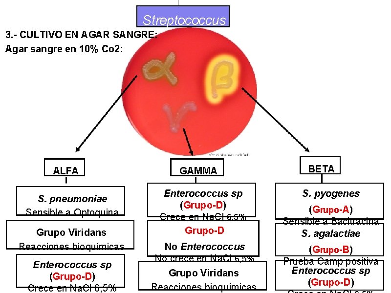 Streptococcus 3. - CULTIVO EN AGAR SANGRE: Agar sangre en 10% Co 2: ALFA