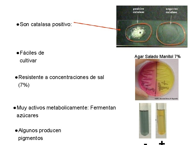 ● Son catalasa positivo: ● Fáciles de cultivar ● Resistente a concentraciones de sal