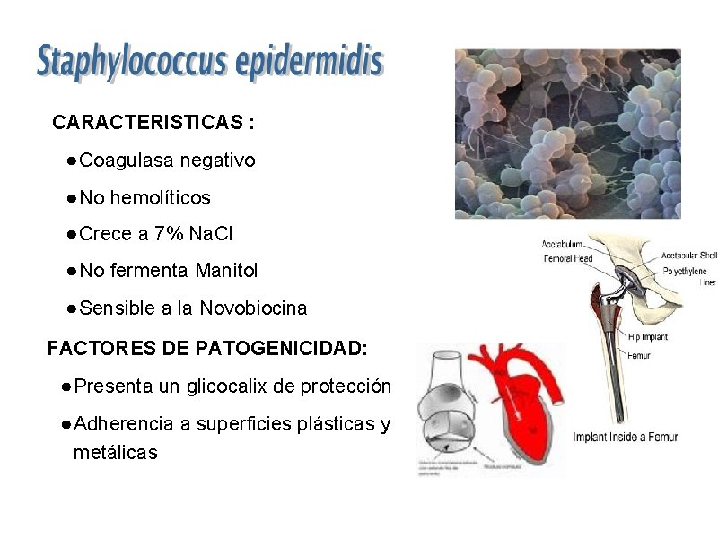 CARACTERISTICAS : ● Coagulasa negativo ● No hemolíticos ● Crece a 7% Na. Cl