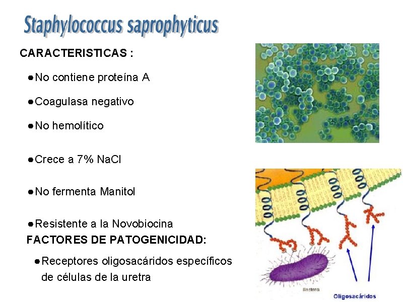 CARACTERISTICAS : ● No contiene proteína A ● Coagulasa negativo ● No hemolítico ●