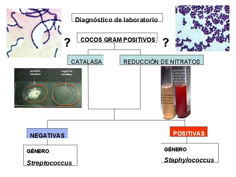 Diagnóstico de laboratorio ? COCOS GRAM POSITIVOS CATALASA NEGATIVAS GÉNERO Streptococcus ? REDUCCIÓN DE