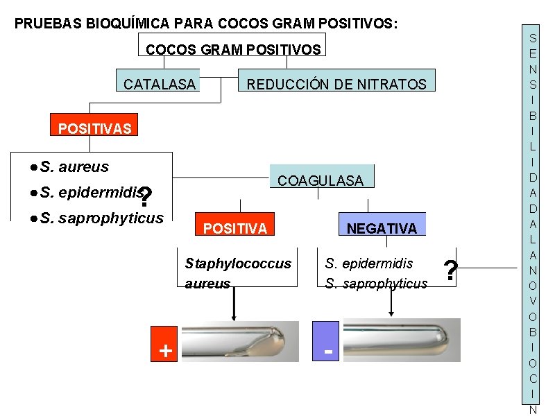 PRUEBAS BIOQUÍMICA PARA COCOS GRAM POSITIVOS: COCOS GRAM POSITIVOS CATALASA REDUCCIÓN DE NITRATOS POSITIVAS