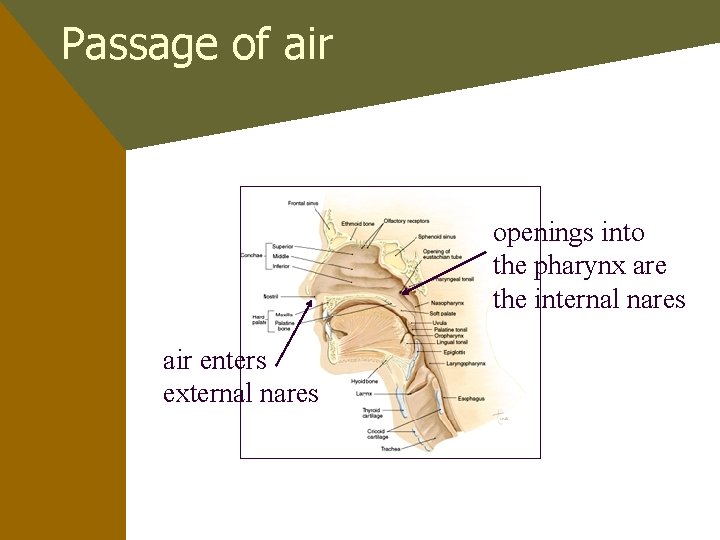 Passage of air openings into the pharynx are the internal nares air enters external
