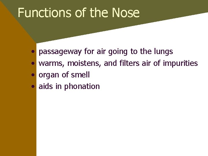 Functions of the Nose • • passageway for air going to the lungs warms,