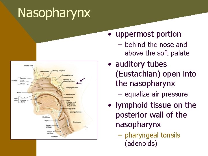 Nasopharynx • uppermost portion – behind the nose and above the soft palate •