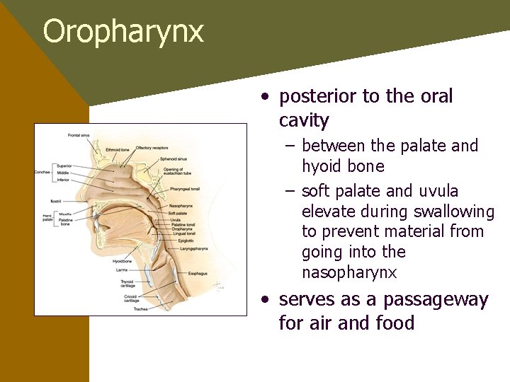 Oropharynx • posterior to the oral cavity – between the palate and hyoid bone