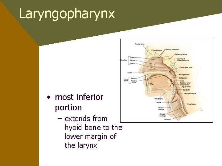 Laryngopharynx • most inferior portion – extends from hyoid bone to the lower margin