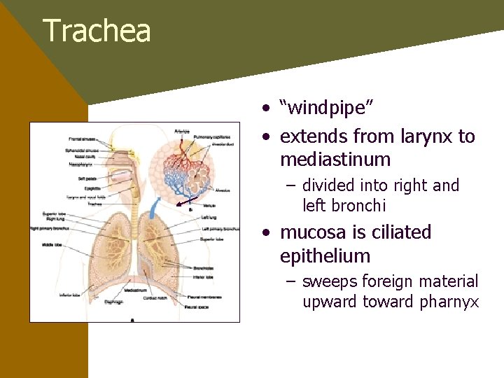 Trachea • “windpipe” • extends from larynx to mediastinum – divided into right and