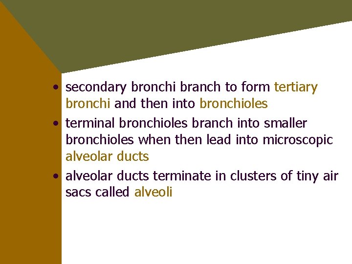  • secondary bronchi branch to form tertiary bronchi and then into bronchioles •